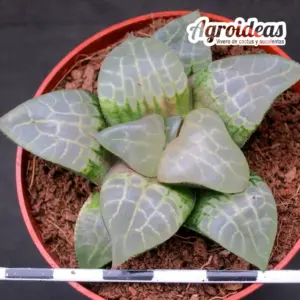 Haworthia bayeri "Susyo"