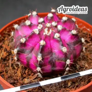 Gymnocalycium mihanowichii "T-Rex"