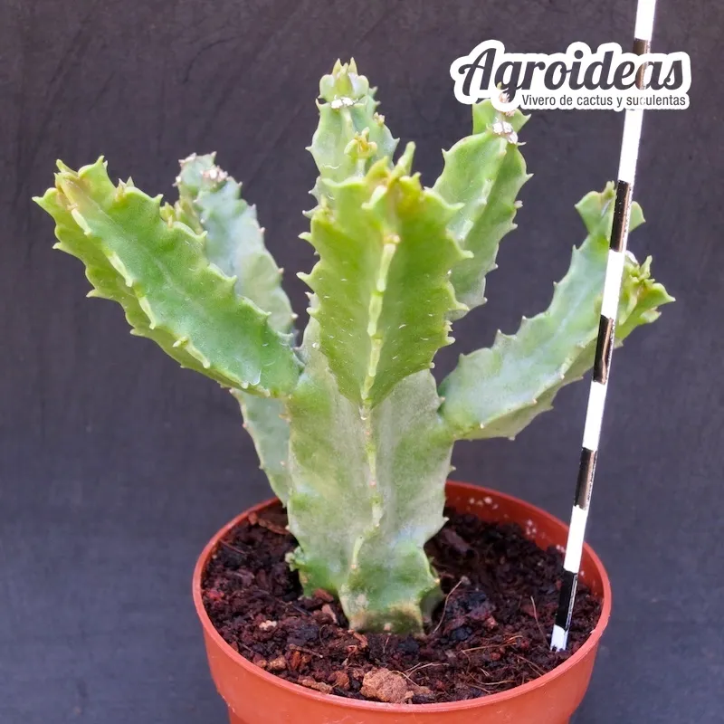 Caralluma foulcheri-delboscii var. greenbergiana - Imagen 2