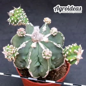 Astrophytum nudum «Fukuryu & Hubo-ki»