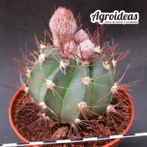 Astrophytum X capricorne var. senile "Ejemplar"