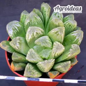 Haworthia "Green man"