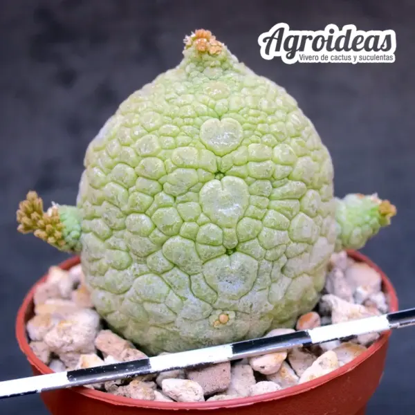 Pseudolithos migiurtinus - Imagen 2