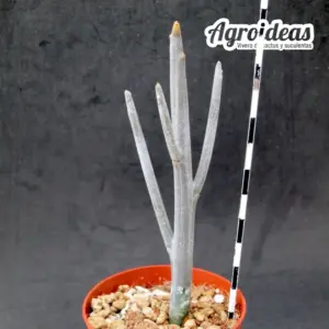 Euphorbia arbuscula var. montana