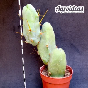 Trichocereus bridgesii «monstruoso» AKA: Penis Cactus