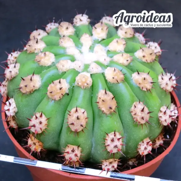 Trichocereus purpureopilosus X thelegonus MØ-8,5cm - Imagen 2