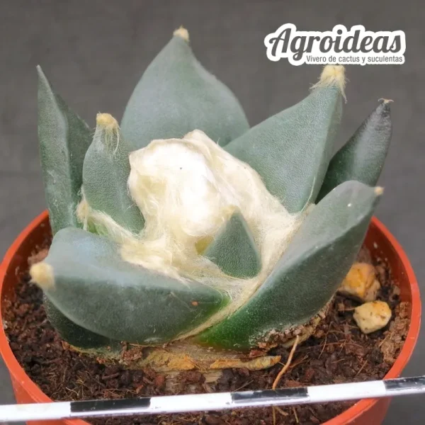 Ariocarpus retusus scapharostroides - Imagen 2