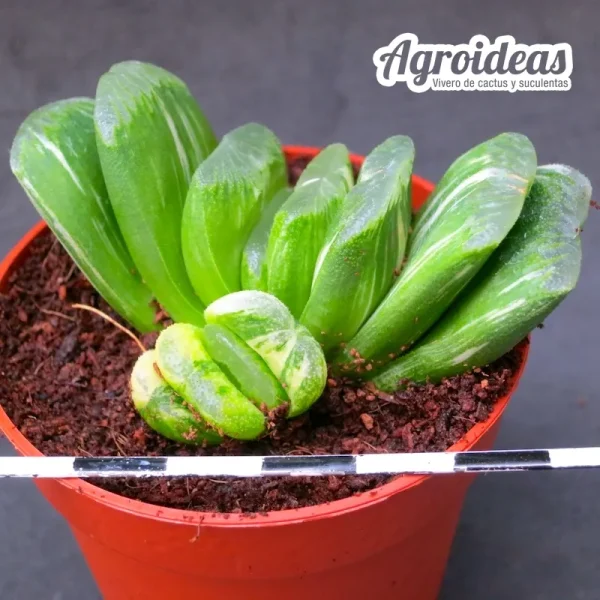 Haworthia "Seiko nishiki" variegata - Imagen 2