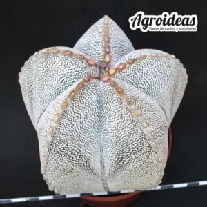 Astrophytum "Onzuka" Gran ejemplar