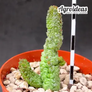 Pseudolithos dodsonianus