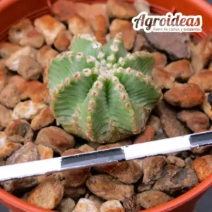 Aztekium hintonii