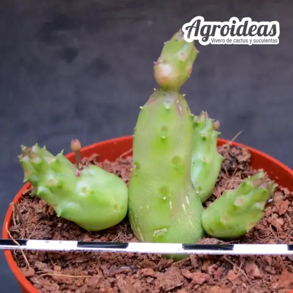 Duvalia caespitosa - Imagen 2