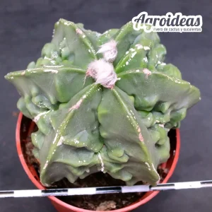 Astrophytum fukuryu var. nudum & multicostatum