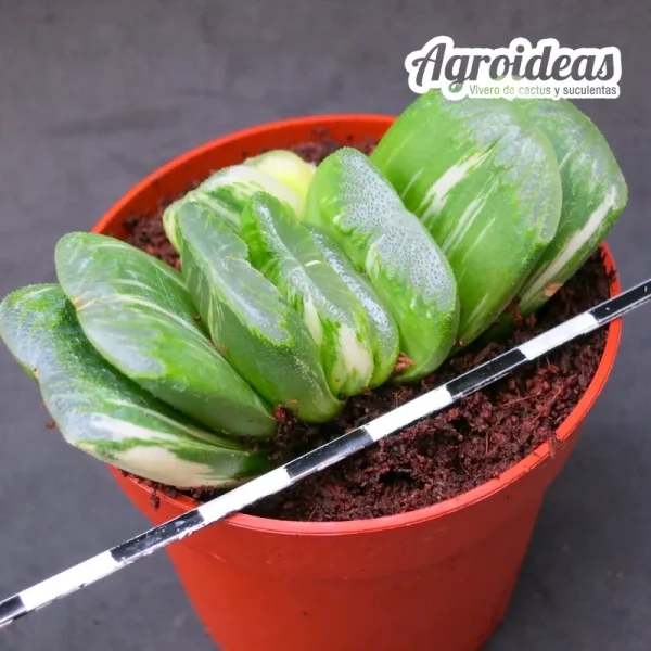 Haworthia "Seiko nishiki" variegata