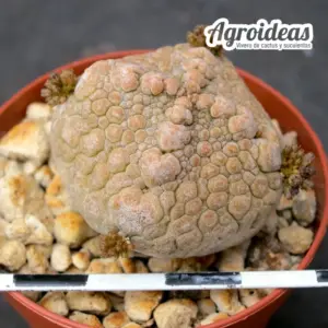 Pseudolithos harardheranus
