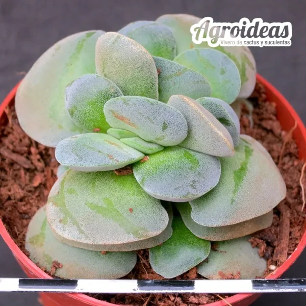 Crassula morgan's beauty - Imagen 2