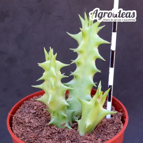 Huerorbea "Blood Burst" - Imagen 2