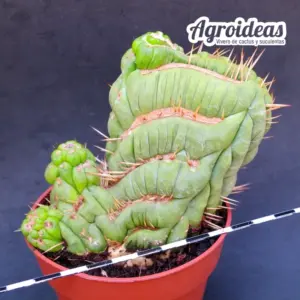 Eulychnia castanea "Spiralis cristata" Selección