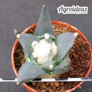 Ariocarpus retusus scapharostroides