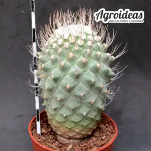 Strombocactus disciformis "Selección"