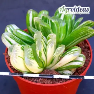 Haworthia truncata "Seiko nishiki" Variegata