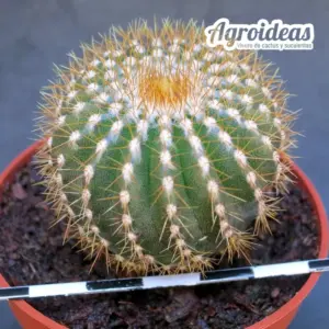 Uebelmannia pectinifera ssp. flavispina