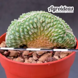Strombocactus disciformis "cristata & seedling" ejemplar