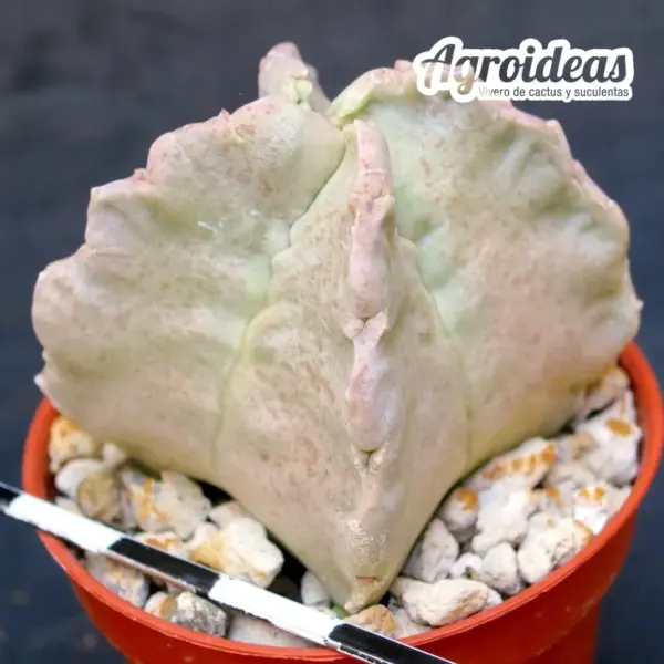 White-sloanea crassa - Imagen 2