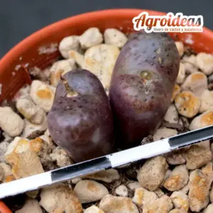 Conophytum pellucidum "Makins Plum" SH6222