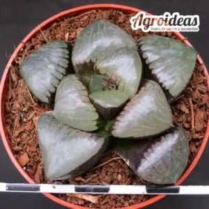 Haworthia nichigetsutan