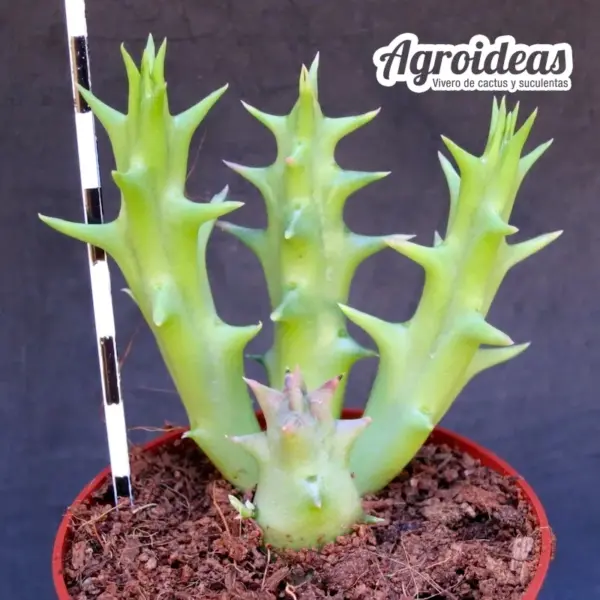 Orbea knobellii - Imagen 2