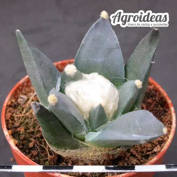 Ariocarpus retusus scapharostroides - Imagen 2