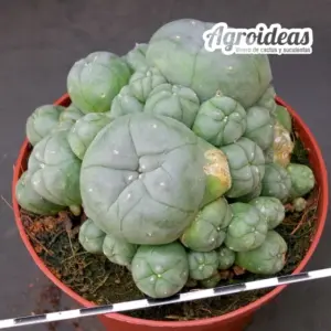 Lophophora williamsii var. caespitosa "Ejemplar 8 años"