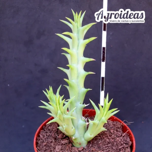 Hoodiapelia beukmanii x Orbea woodii - Imagen 2
