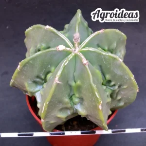 Astrophytum fukuryu var. nudum & multicostatum