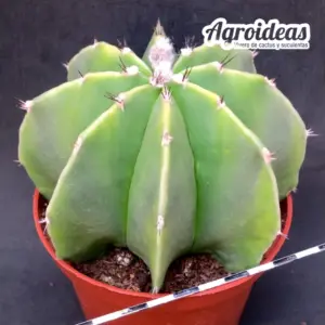 Astrophytum myriostigma var. multicostatum "Nudum" MØ-11cm