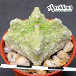 Pseudolithos cubiformis "Dragon-skin"