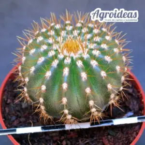 Uebelmannia pectinifera ssp. flavispina