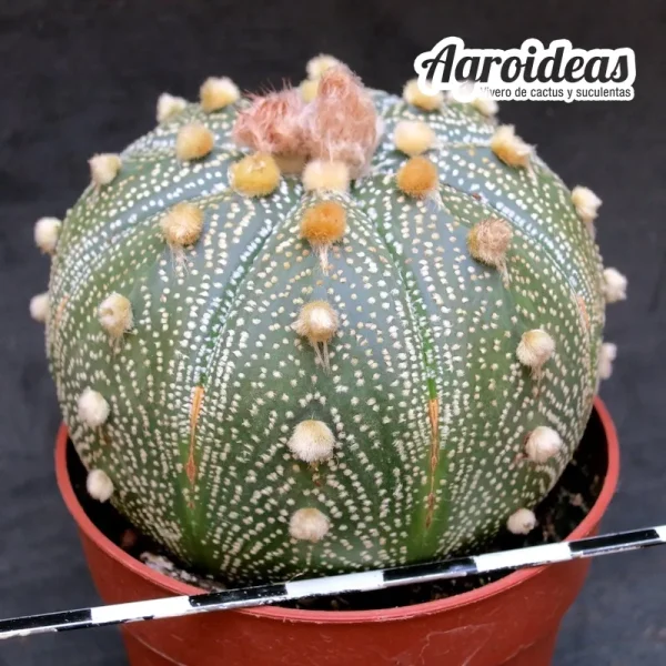 Astrophytum asterias "AKABANA" - Imagen 3