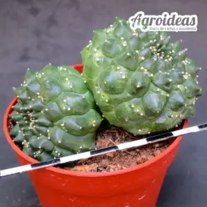 Euphorbia gymnocalycioides «kikko» bicéfala