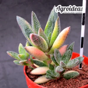 Crassula justus corderoy "Variegata"