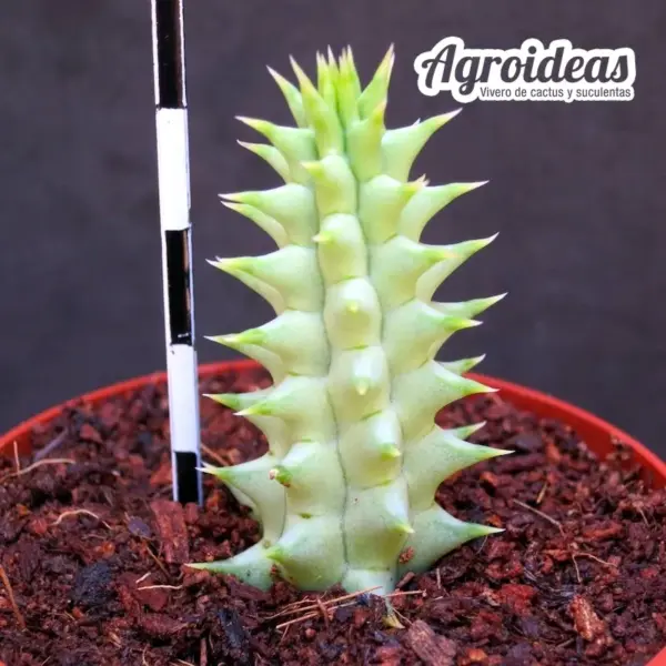 Huerhoodia "Tornado" Pranburi hybrid - Imagen 2