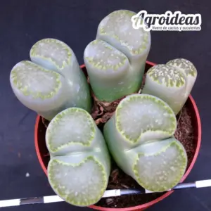 Lithops Marmorata cv. framesii C365