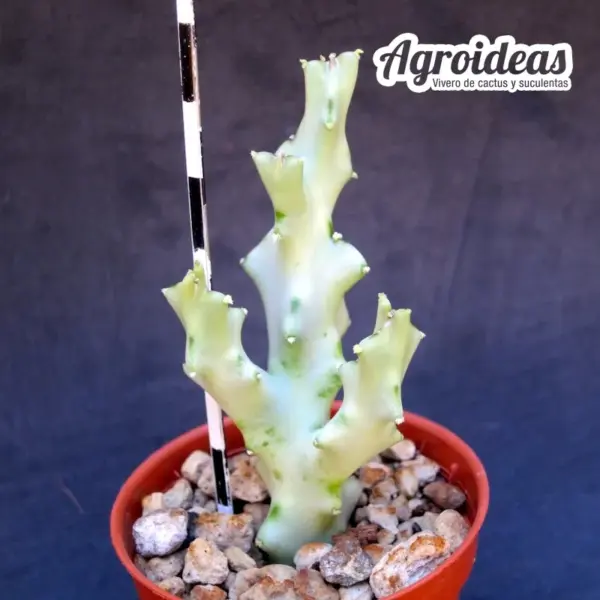 Caralluma socotrana - Imagen 2
