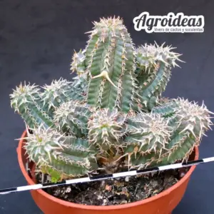 Euphorbia philipsioides