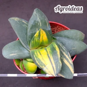 Gasteria X armstrongii "variegata"