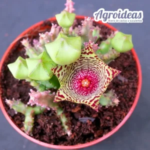 Caralluma pauciflora