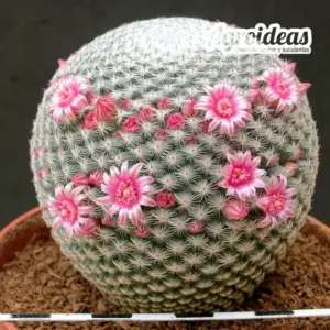 Mammillaria pseudoperbella "M-11 cm"
