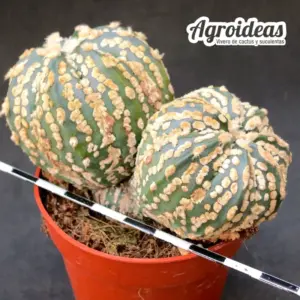 Astrophytum superkabuto "Selección"