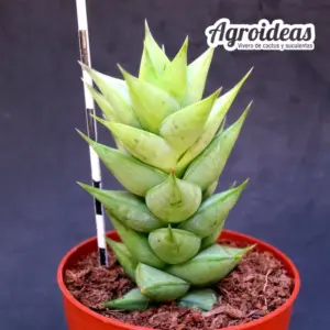 Astroloba herrei "Prince Albert"